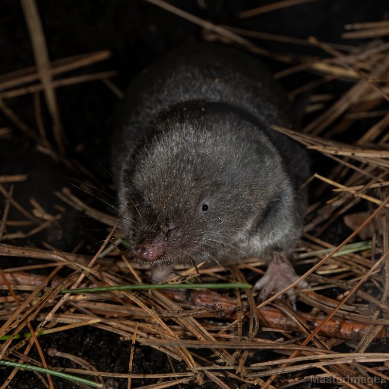 Northern Short-tailed Shrew